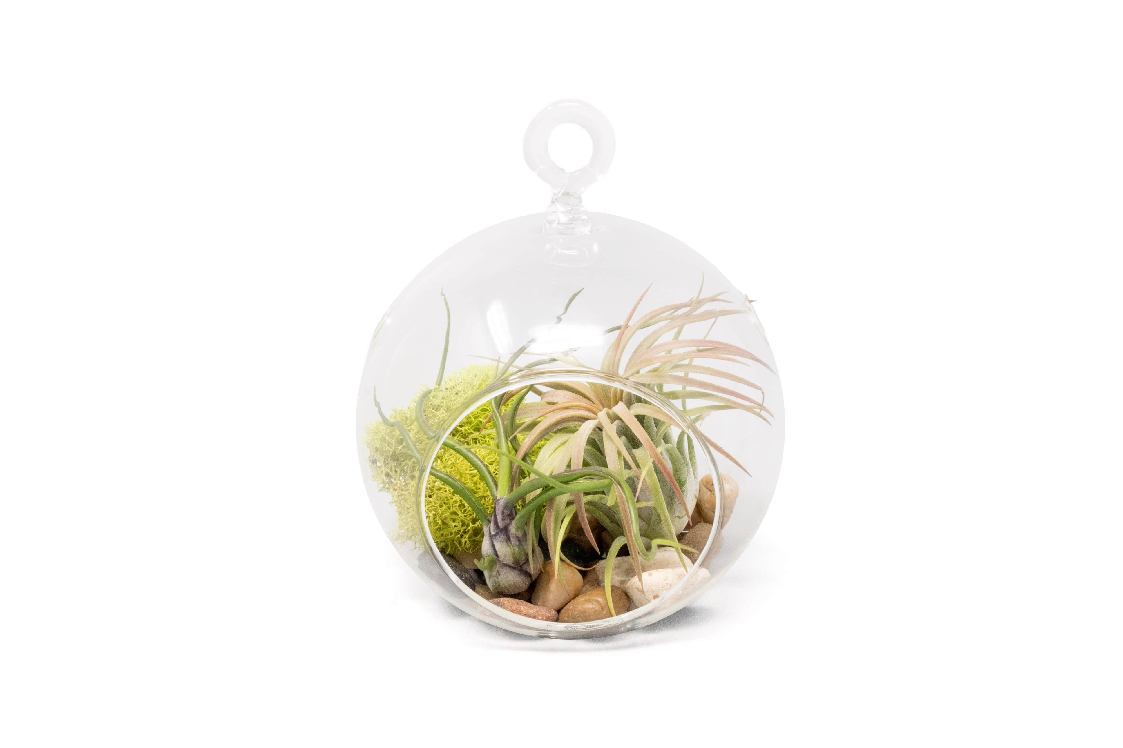 Air Plant Shop - Wholesale Terrarium - Hanging Flat Bottom Glass Globe Stunning Terrarium Sets