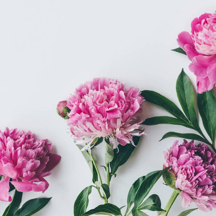 Sweet Peony Incense Cones for wholesale by Beaches of Tunisia, LLC