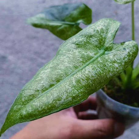 Alocasia micholitziana Variegated 'Mint' 2.5" | Rare Houseplant for wholesale by OrchidBox