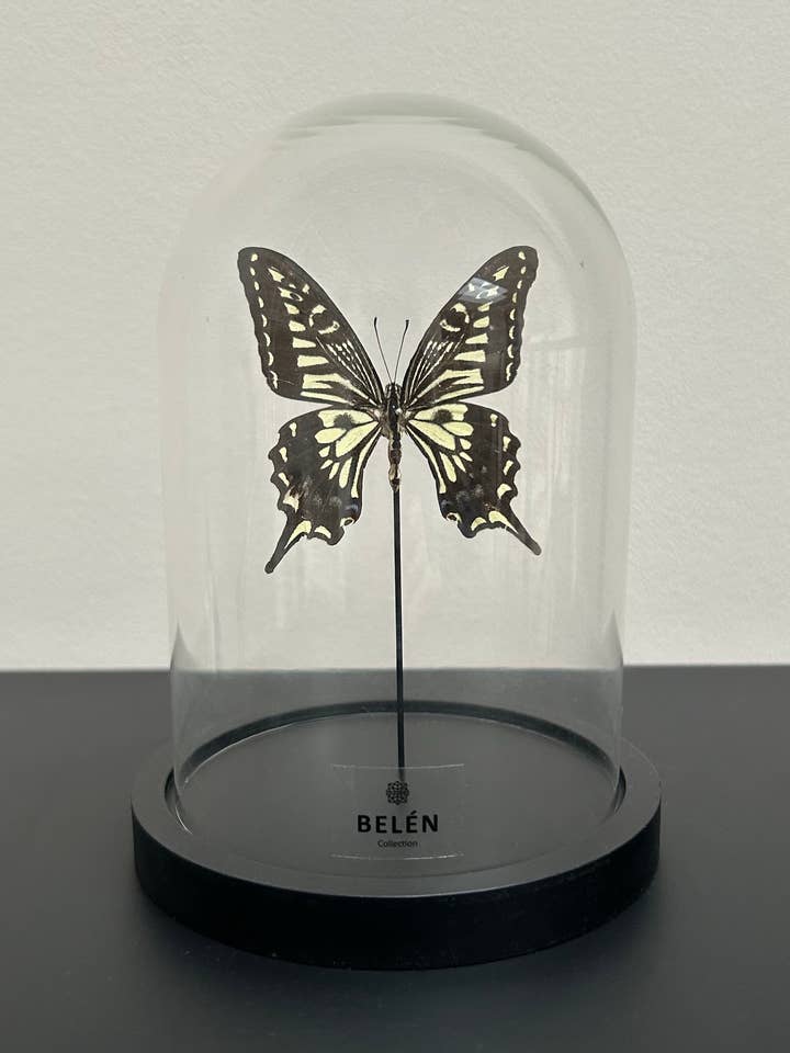 Xuthus small butterfly bell for wholesale by Belén Collection