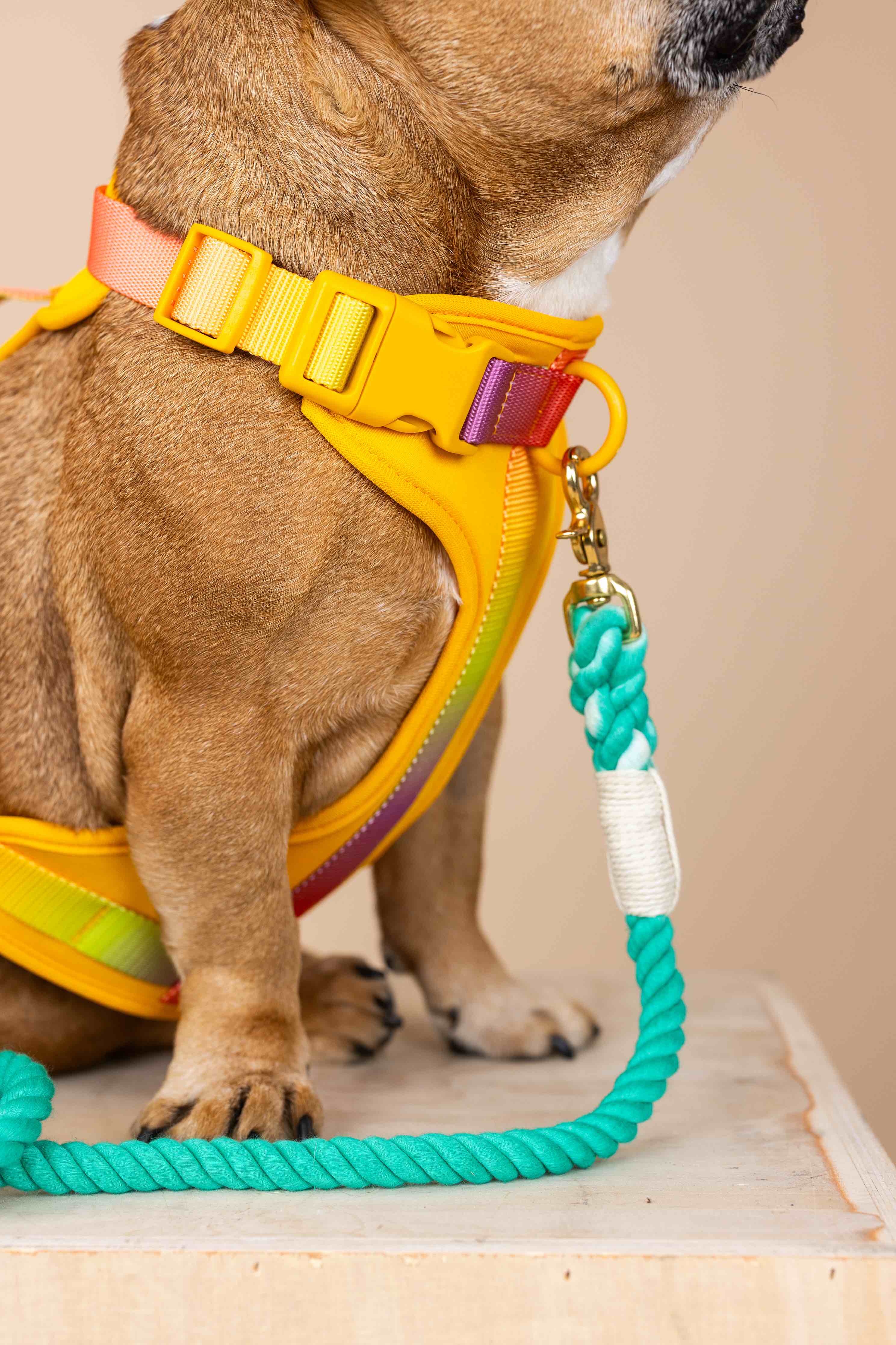 Pink Papyrus | Premium, Durable, & Stylish Dog Products - Wholesale Pet Harness - Dog - Kenna Dog Harness | Yellow Dog Harness | No Pull Dog Harness11