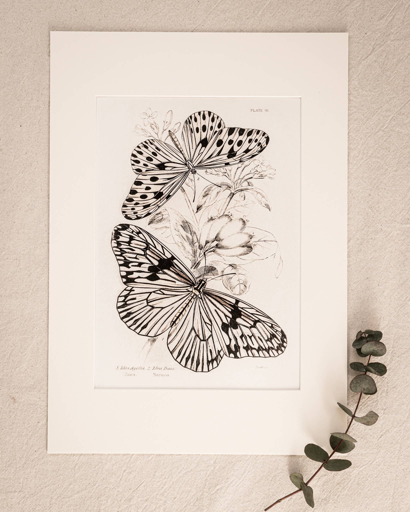 Coultura - Wholesale Gallery Wall Set - Framed Set of Four Vintage Butterfly Art Prints 01 (Sand Frame Collection)11