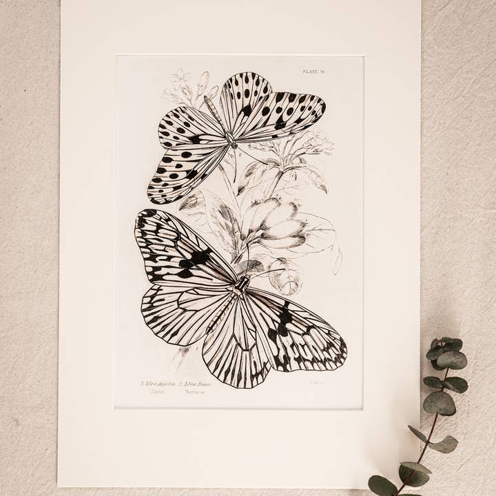Coultura - Wholesale Gallery Wall Set - Framed Set of Four Vintage Butterfly Art Prints 01 (Sand Frame Collection)11