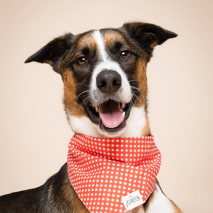 The Paws - Wholesale Pet Bandana - Dog - Red Gingham Dog Bandana