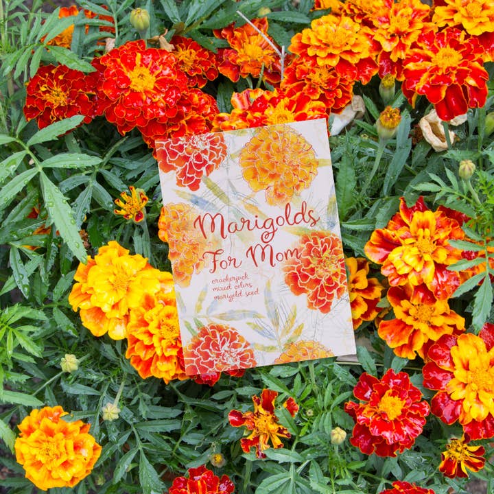 Bentley Seed Co. - Wholesale Mother's Day Card - Marigolds for Mom Mother's Day - Marigold Seed Packets2