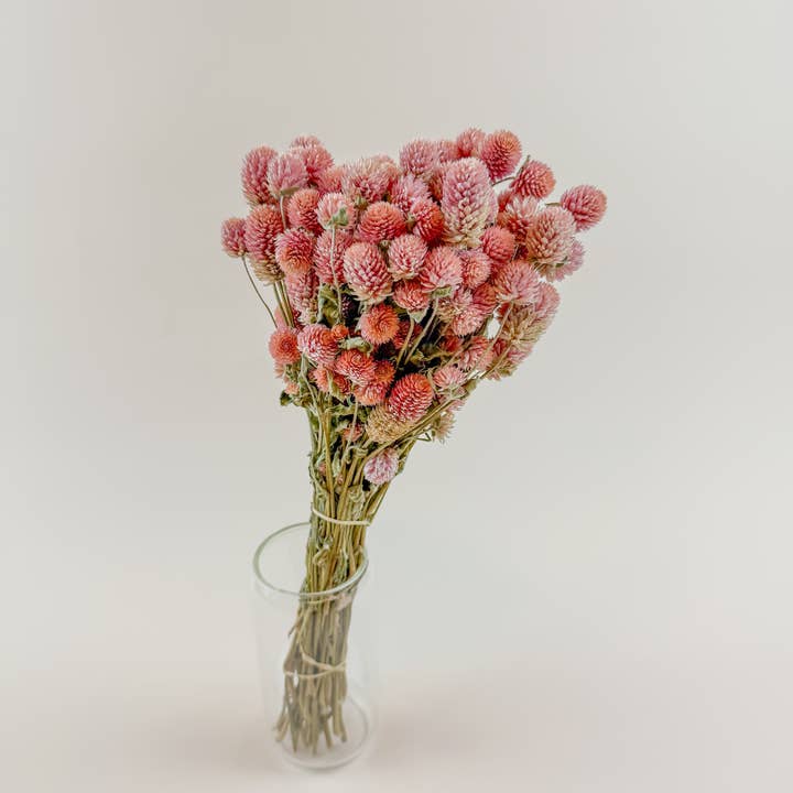 Rosa Pink Kugelamarant - Natürlich getrocknete Blumen und andere Ergebnisse für getrocknete blumen im Großhandel. Kostenlose Rücksendungen und 60-Tage-Zahlungsziel auf Faire im Trend auf Faire.