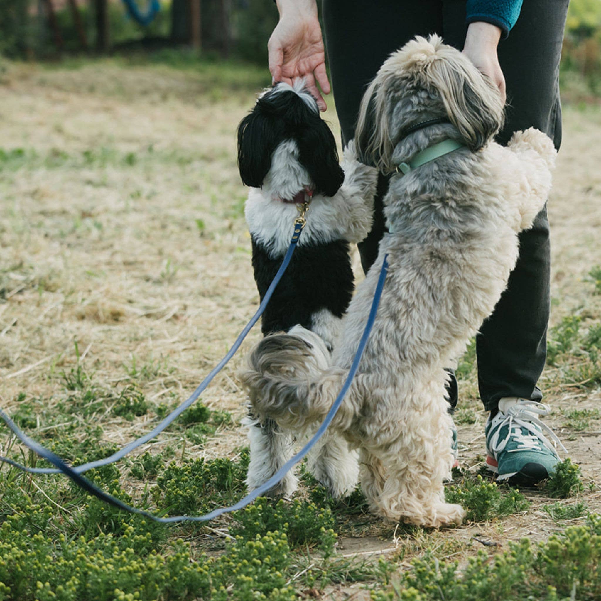 High Tail Hikes - Wholesale Pet Leash - Dog - Brass Leashes + Long Lines - Small Dogs (3/8" Width)24