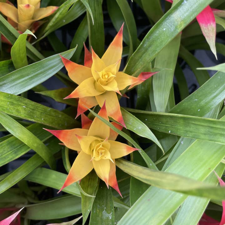 Thorsen's Greenhouse - Wholesale Live Plant - Bromeliad Guzmania- 4" Live Plant - Assorted
