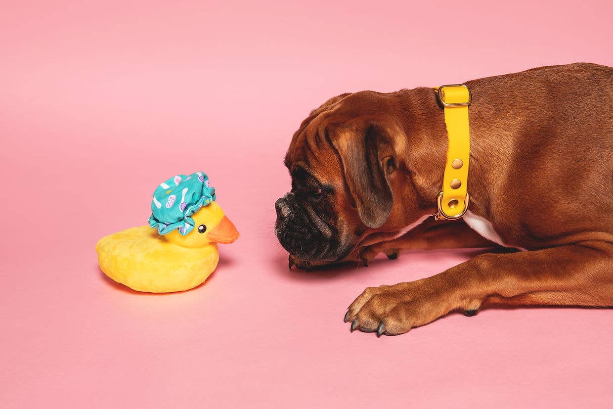 Pompon & Pets – wholesale Halsband - Hund – Gult halsband i Biothane1