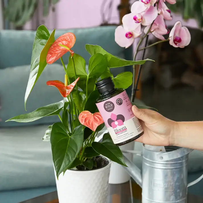 We the Wild Plant Care - Australia - Wholesale Fertiliser - Bloom Concentrate - Case of 121