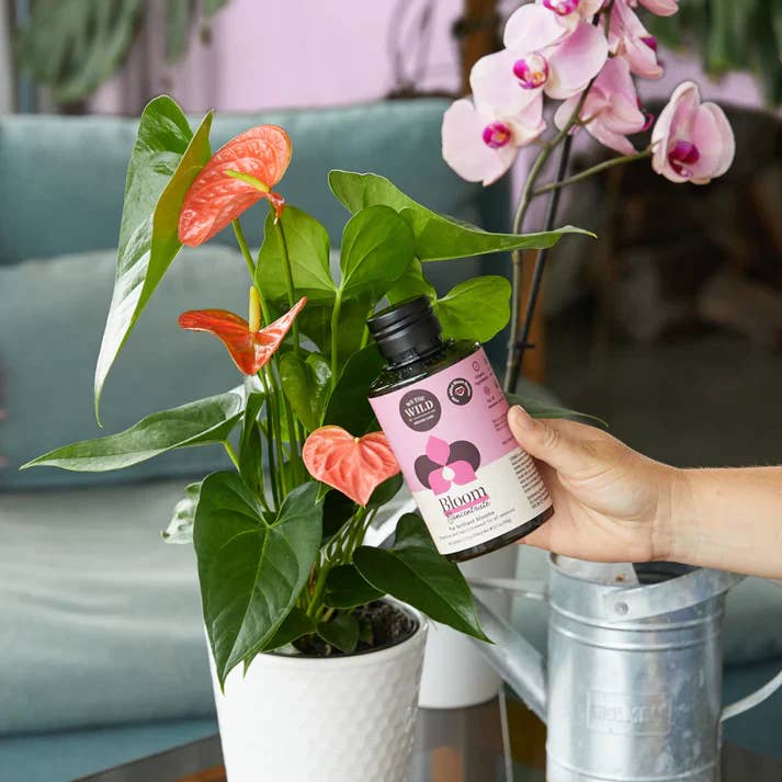 We the Wild Plant Care - Australia - Wholesale Fertiliser - Bloom Concentrate - Case of 121