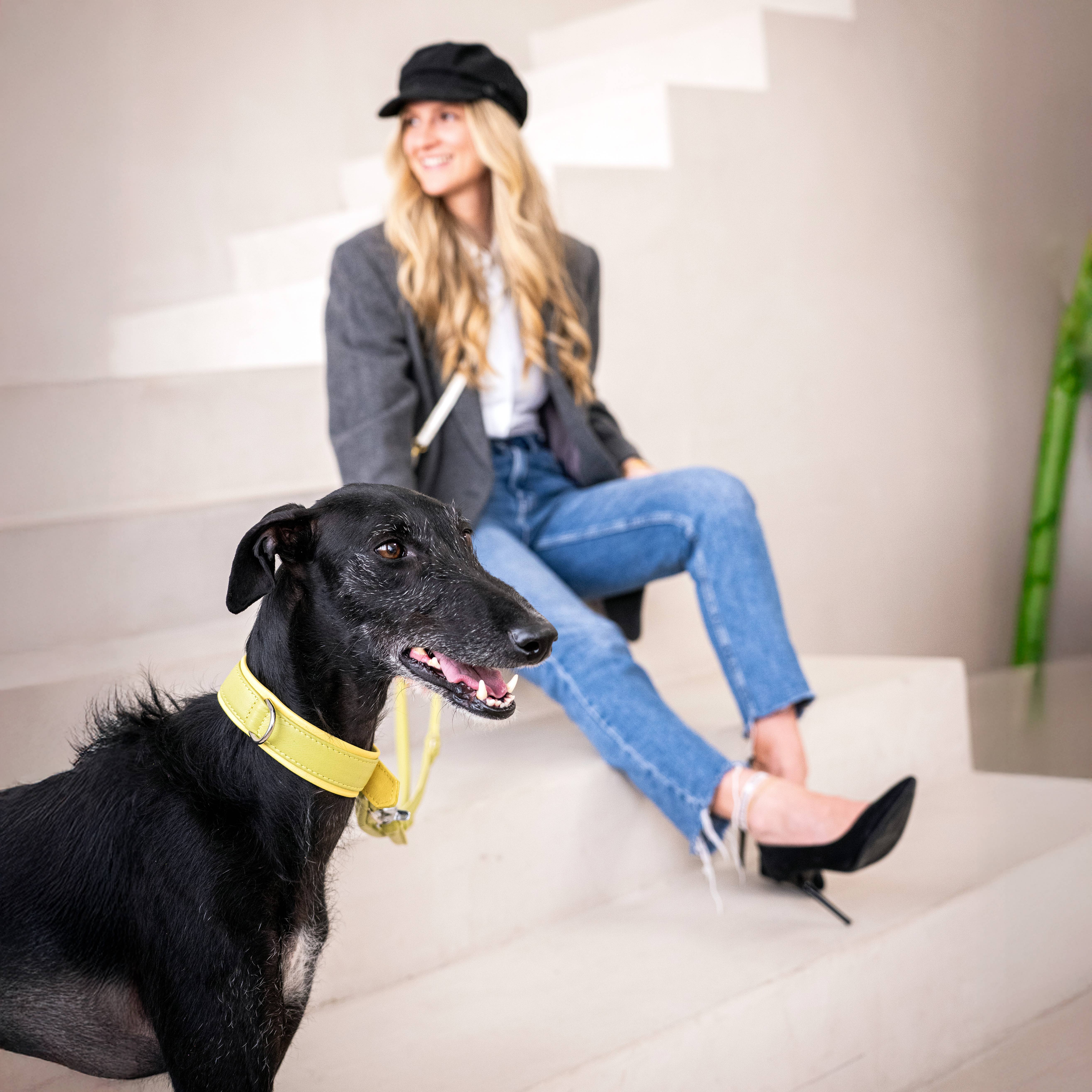 LABONI - Volentis GmbH - Wholesale Pet Collar - Dog - AMICI dog collar56