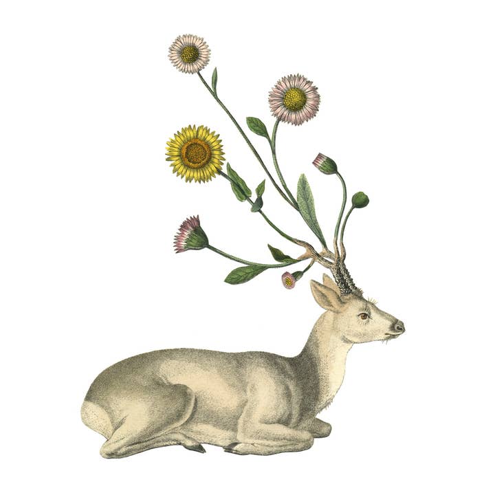 Unnatural History (Deer) print for wholesale by Nature Morph