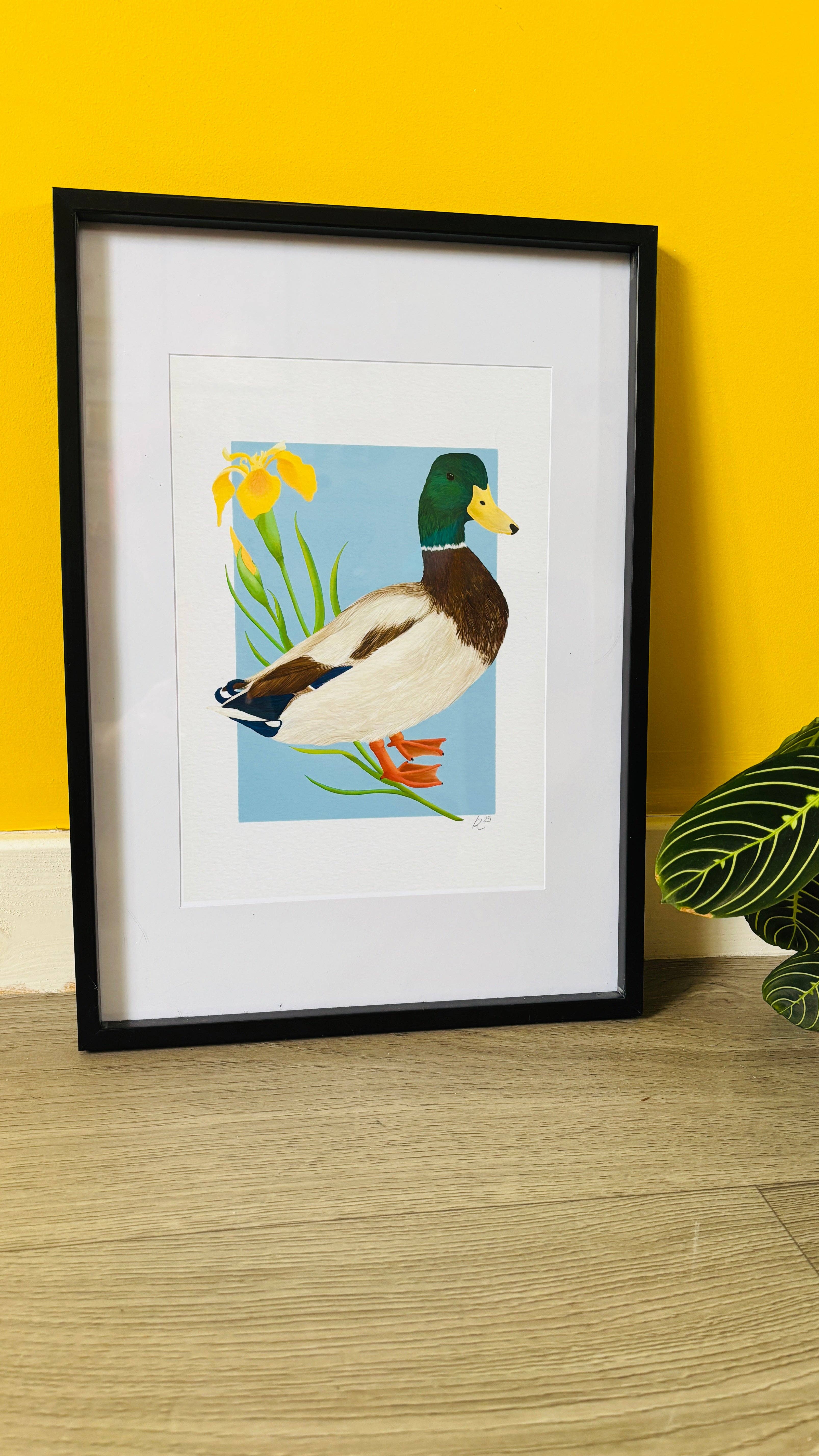 Pixiecraft - Wholesale Art Print - Mallard Duck Art Print- British Wildlife Illustration for Nature Lovers7