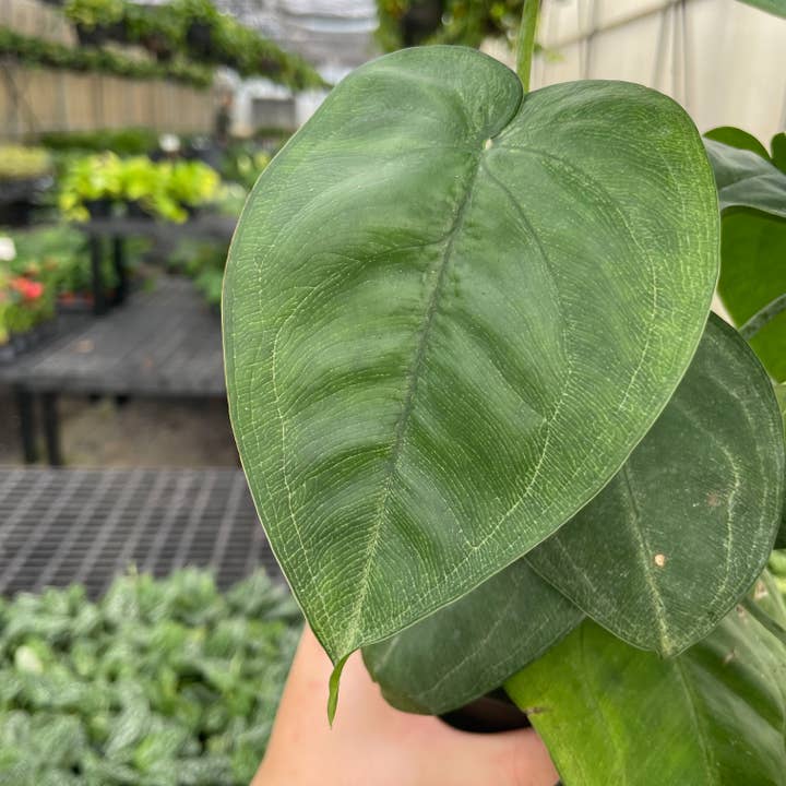 Thorsen's Greenhouse - Wholesale Live Plant - Syngonium Ice Frost - 4" Live Plant 3