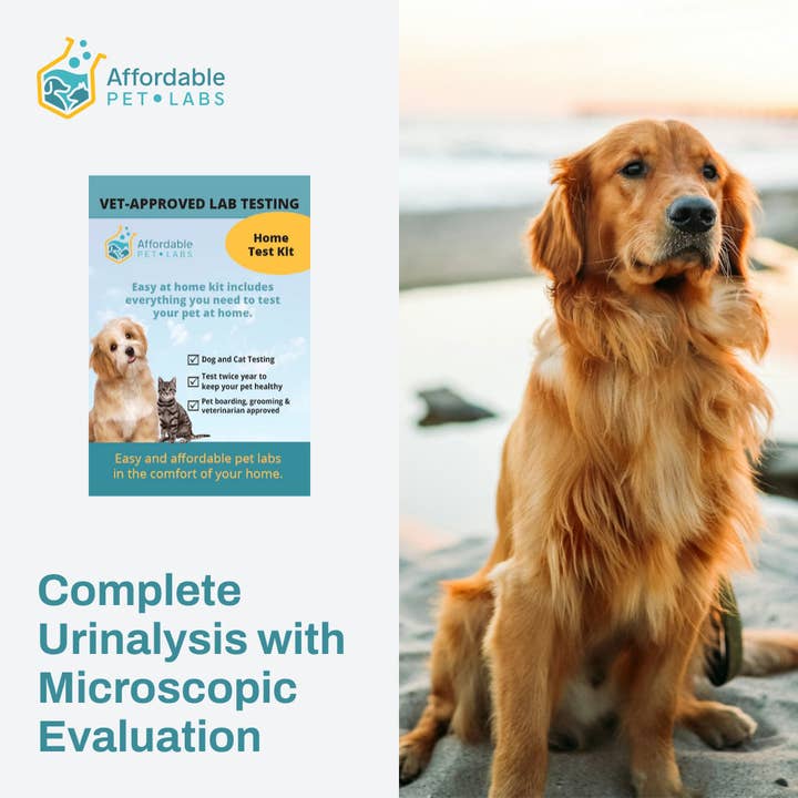 Kit Easy Home : analyse d'urine complète avec évaluation microscopique pour chiens d'Affordable Pet Labs pour la vente par Affordable Pet Labs