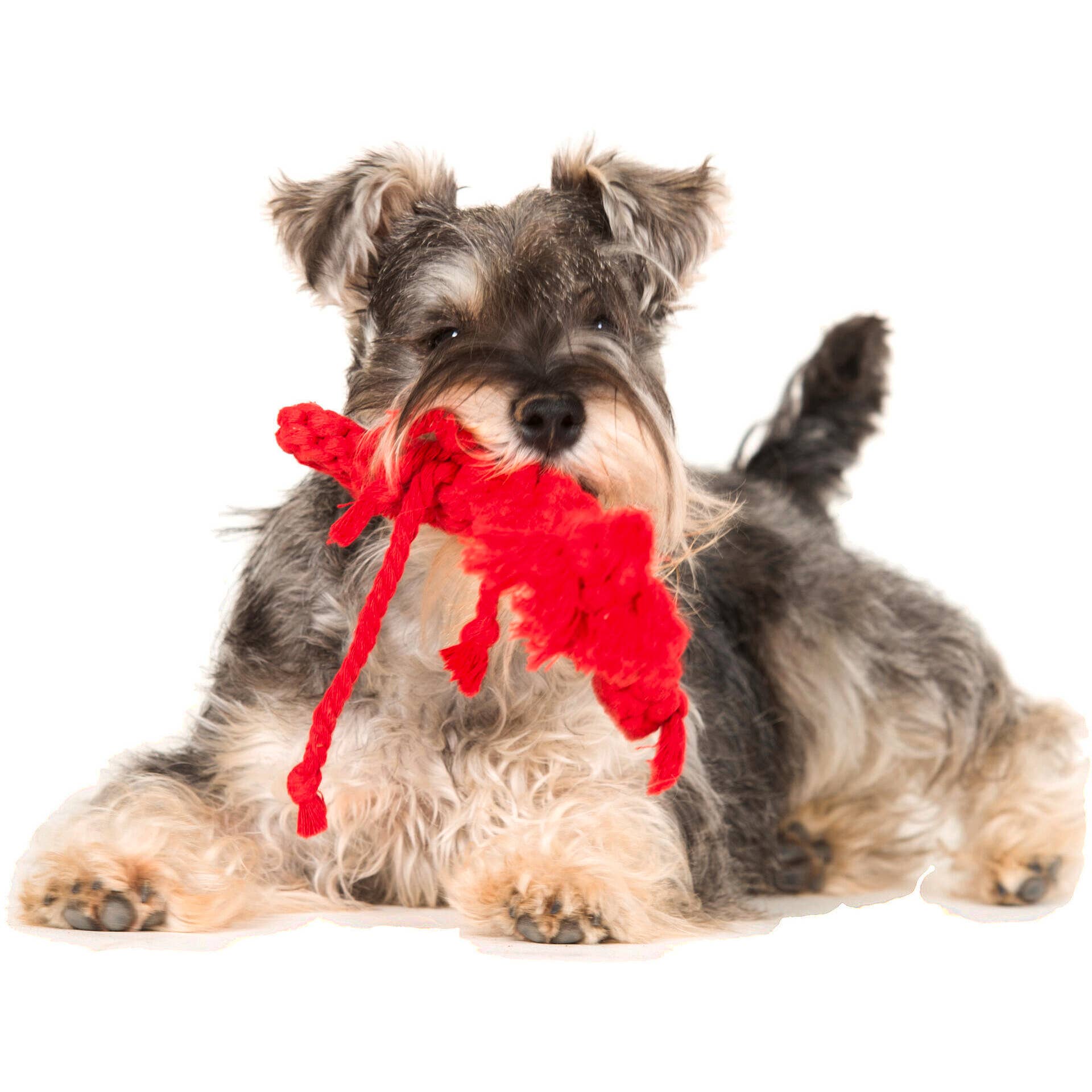 LABONI - Volentis GmbH - Wholesale Pet Rope Toy - Dog - HUGO HUMMER – Smart Play, Strong Chew13