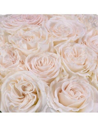 Florasource - Wholesale Fresh Cut Flowers - Playa Blanca Roses 50 / 75 / 100 / 200 stems1