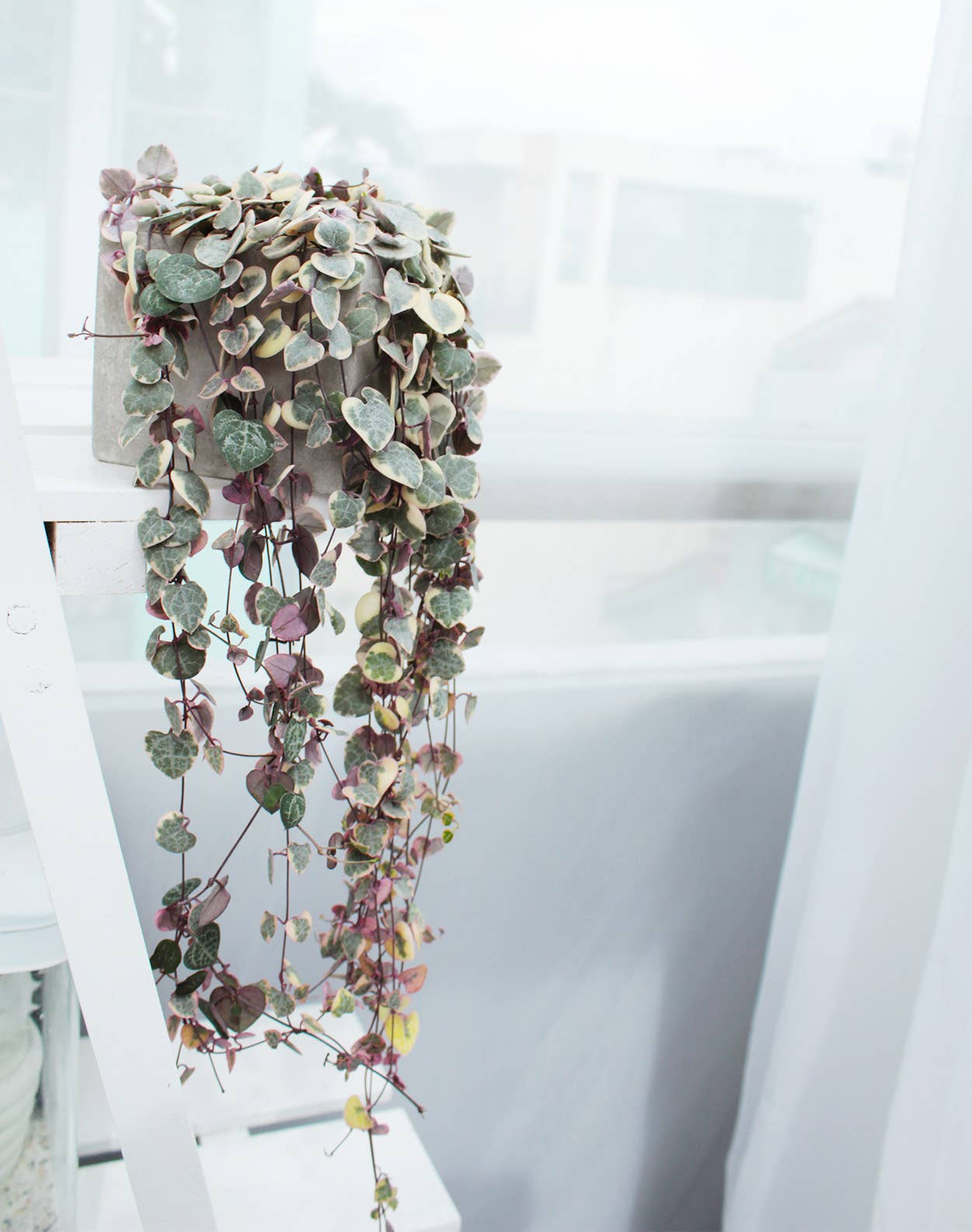 Best Plant Friend - Vente Succulentes - Chaîne de cœurs panachée - Plante succulente en pot de 4/6 pouces13