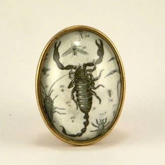 Scorpion Vintage Scientific Engraving Brooch for wholesale by B.Berish