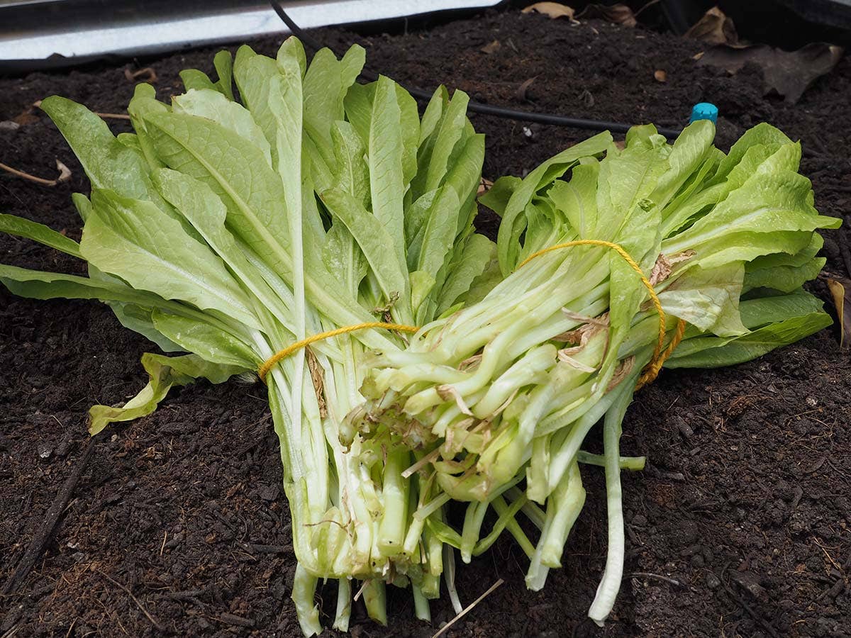 JARDIN Y NATURA OUTDOOR & GARDEN PRODUCTS SL – Engroshandel Haveværktøj – Gul jute reb 50 meter - YUTIE GUL3