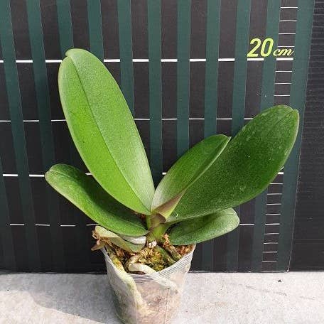 Phalaenopsis I Hsin Sesame 2.5" | Rare Houseplant for wholesale by OrchidBox