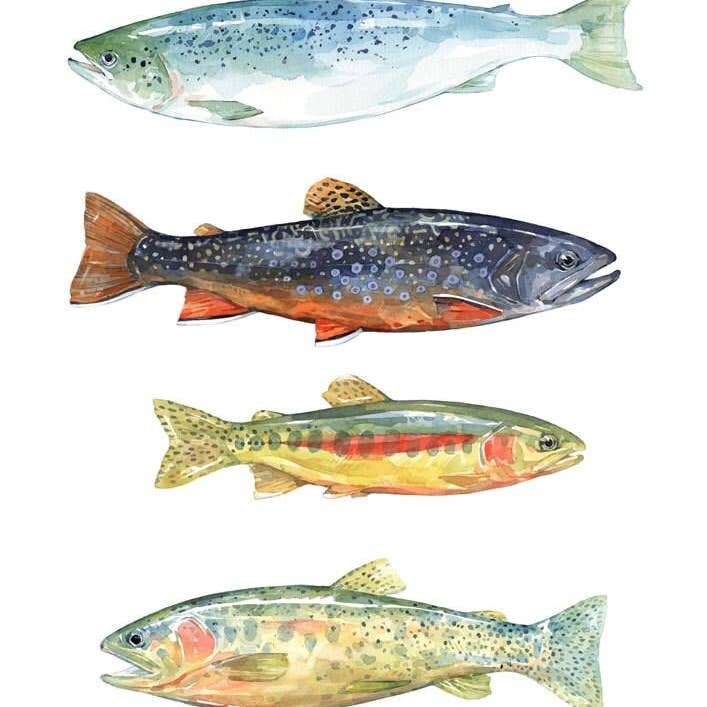 Studio Tuesday - Wholesale Art Print - Trout and Salmon Watercolor Art Print, Fly Fishing Painting