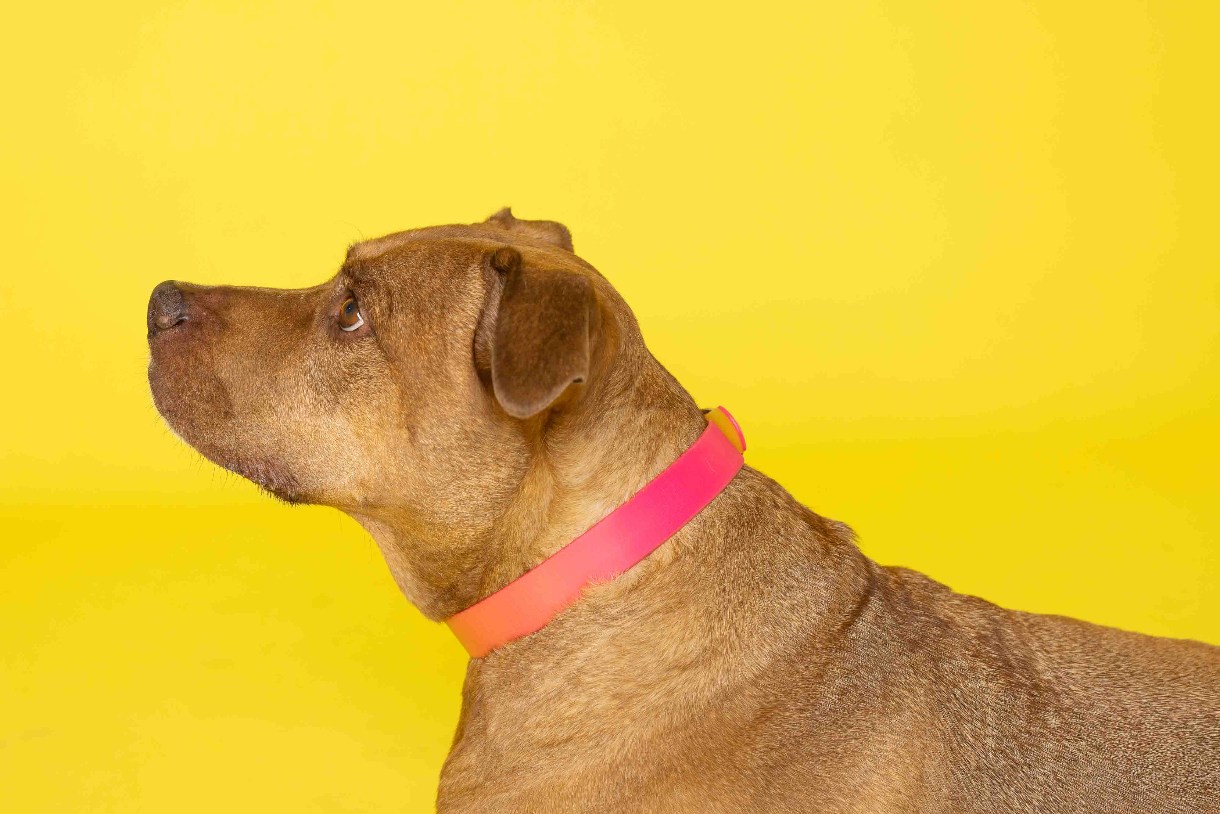 Pink Papyrus | Premium, Durable, & Stylish Dog Products – coleira - Cão por atacado – Coleira para Cão à Prova de Água e Fácil de Limpar Katelin All Weather19