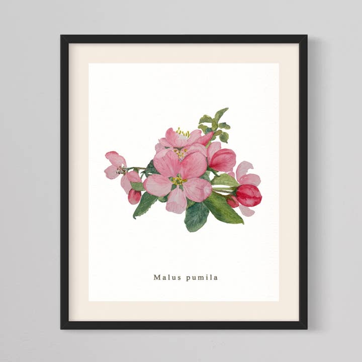 Gravura de Maçã Giclée Print, PNW Flores, Arte Floral por atacado de CMarie Northwest
