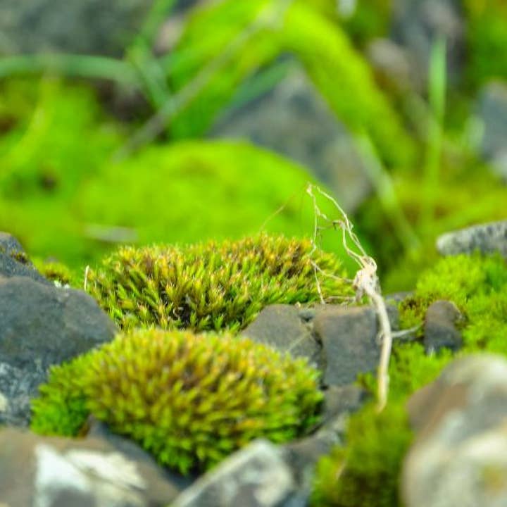 Live Bryum/Sun Moss (1-500 sq ft) - Bryum caespiticium for wholesale by Moss & Stone Gardens