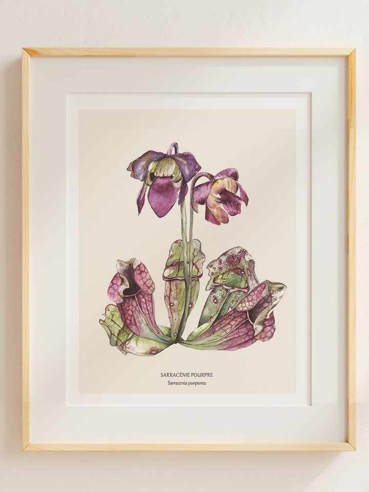 Sarracénie Pourpre pour la vente par Sarah Choquette Scott Artiste