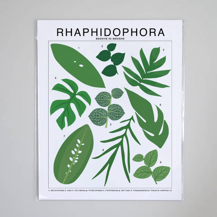 Tableau d'identification des espèces de Rhaphidophora - Tableau d'identification des plantes botaniques pour la vente par Beehive 95 Designs