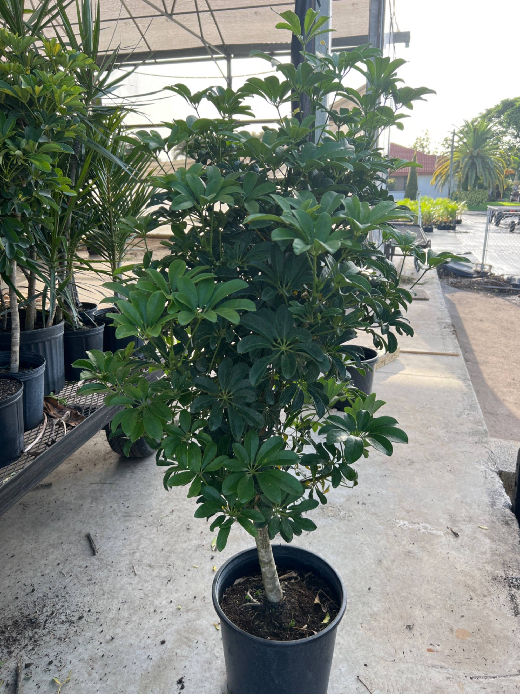 Triad Plants - Wholesale Live Plant - 14" Schefflera Arboricola Standard0