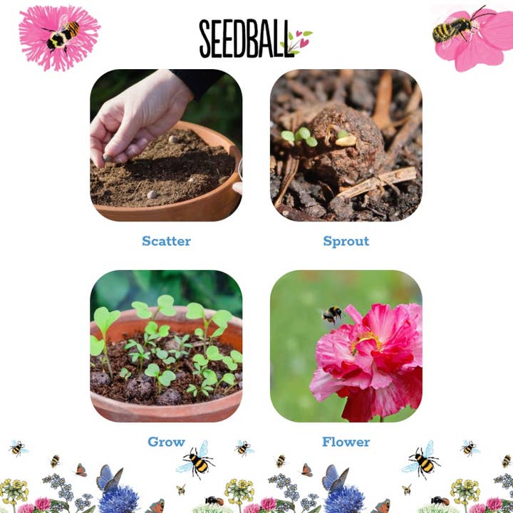 Seedball - Vente Graines de plantes - 50 boîtes à graines avec boîte de présentation14