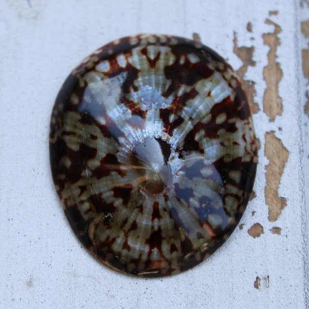 California Seashell Company - Wholesale Decorative Tabletop Object - 2" Limpet Craft Seashells1