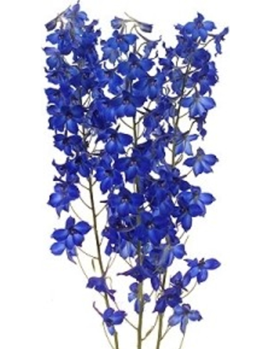 Florasource - Wholesale Fresh Cut Flowers - Delphinium Dark Blue 5 bunches1