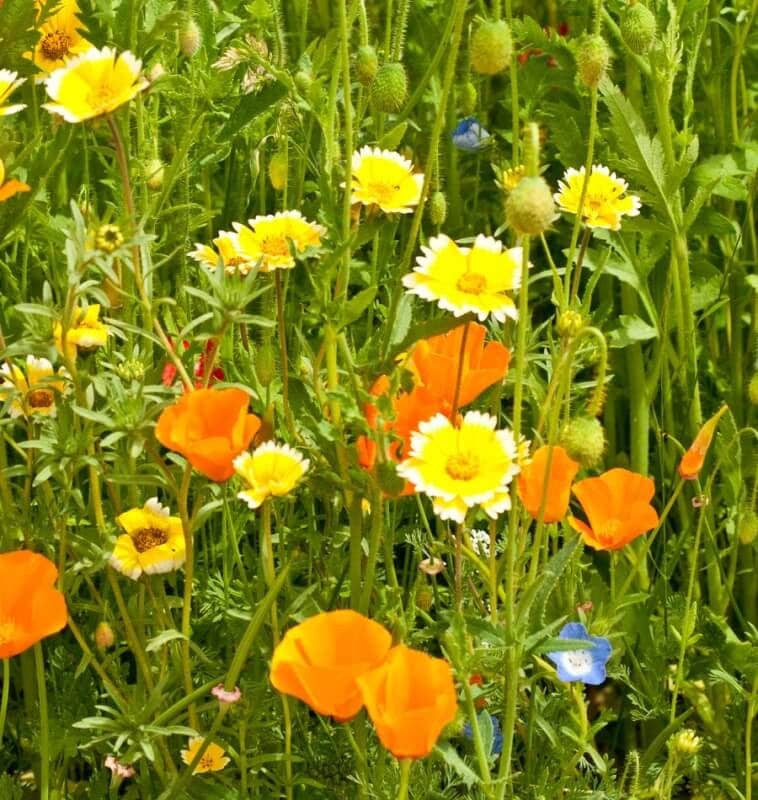 Eastvan bees - Wholesale Plant Seeds - Bee Blend Wildflower Seed Pack W/pin3