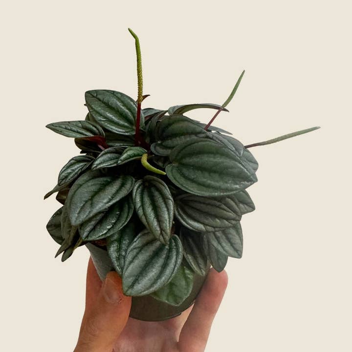 4" Peperomia San Marino for wholesale by The Greenhouse Wholesale