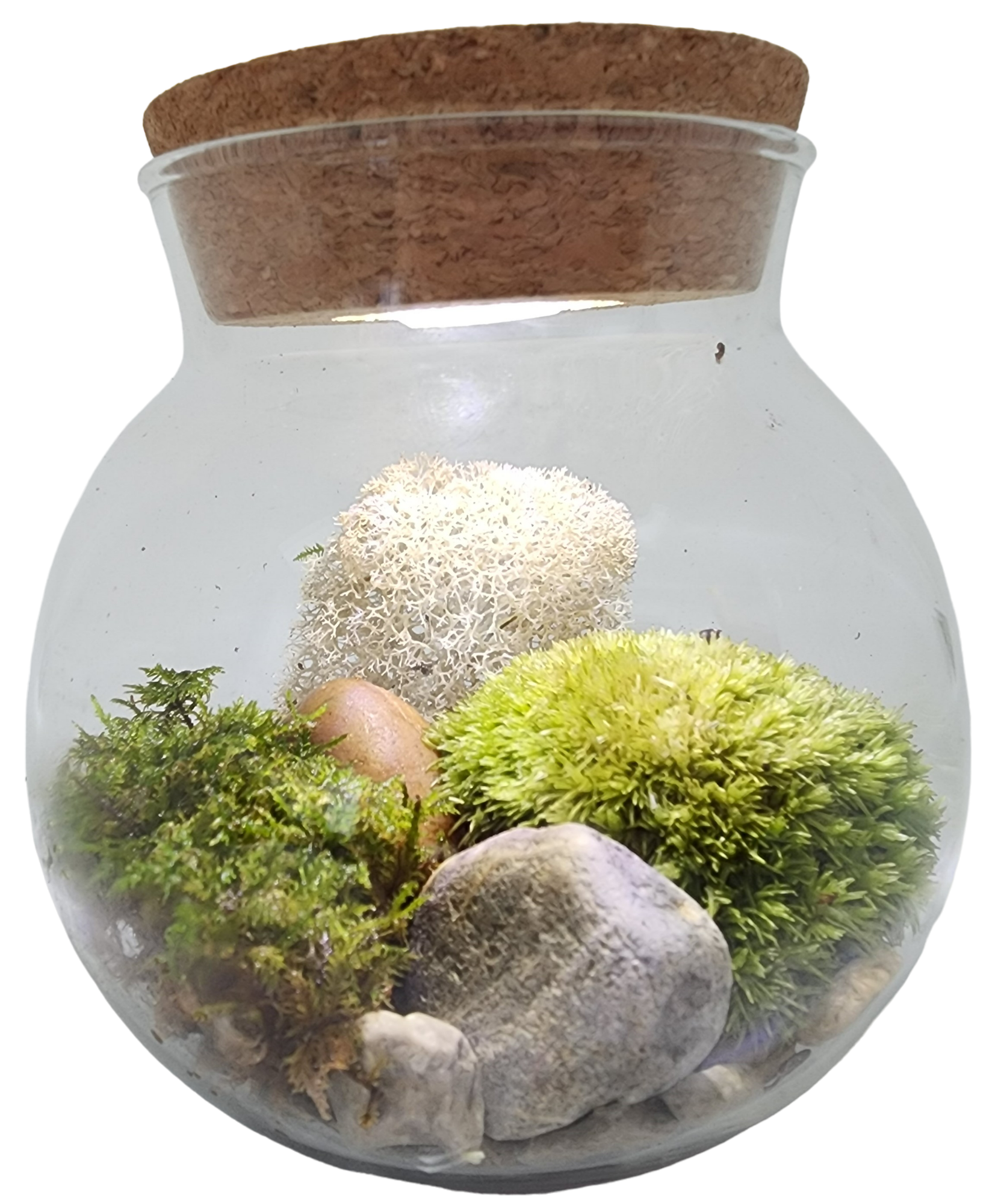 Silver Circle Products - Vente Terrariums - Terrarium en verre MossBowl avec mousse vivante et lumière LED4