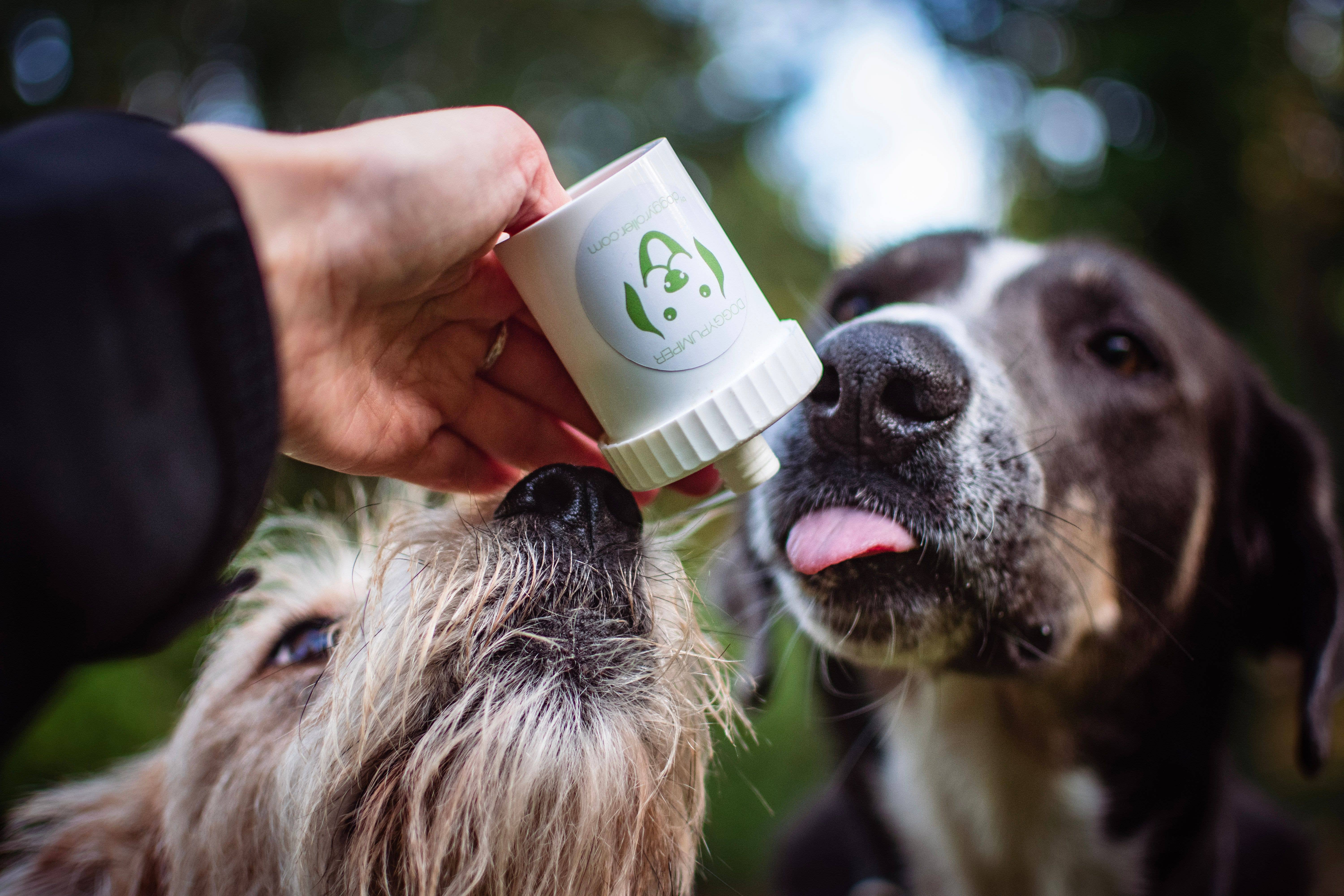 B&W Werbeartikel GmbH - Doggyroller - Wholesale Pet Treats - Dog - DOGGYPUMPER turquoise - reward dispenser for wet dog food6