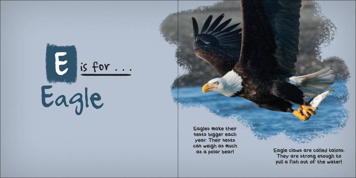 AdventureKEEN - Wholesale Nature & Outdoors - C is for Cardinal - Alphabet of Birds5