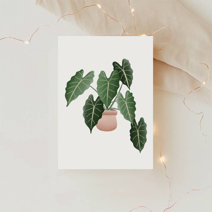 Postcard potted plant begonia - plant houseplant for wholesale by Tilda&Theo