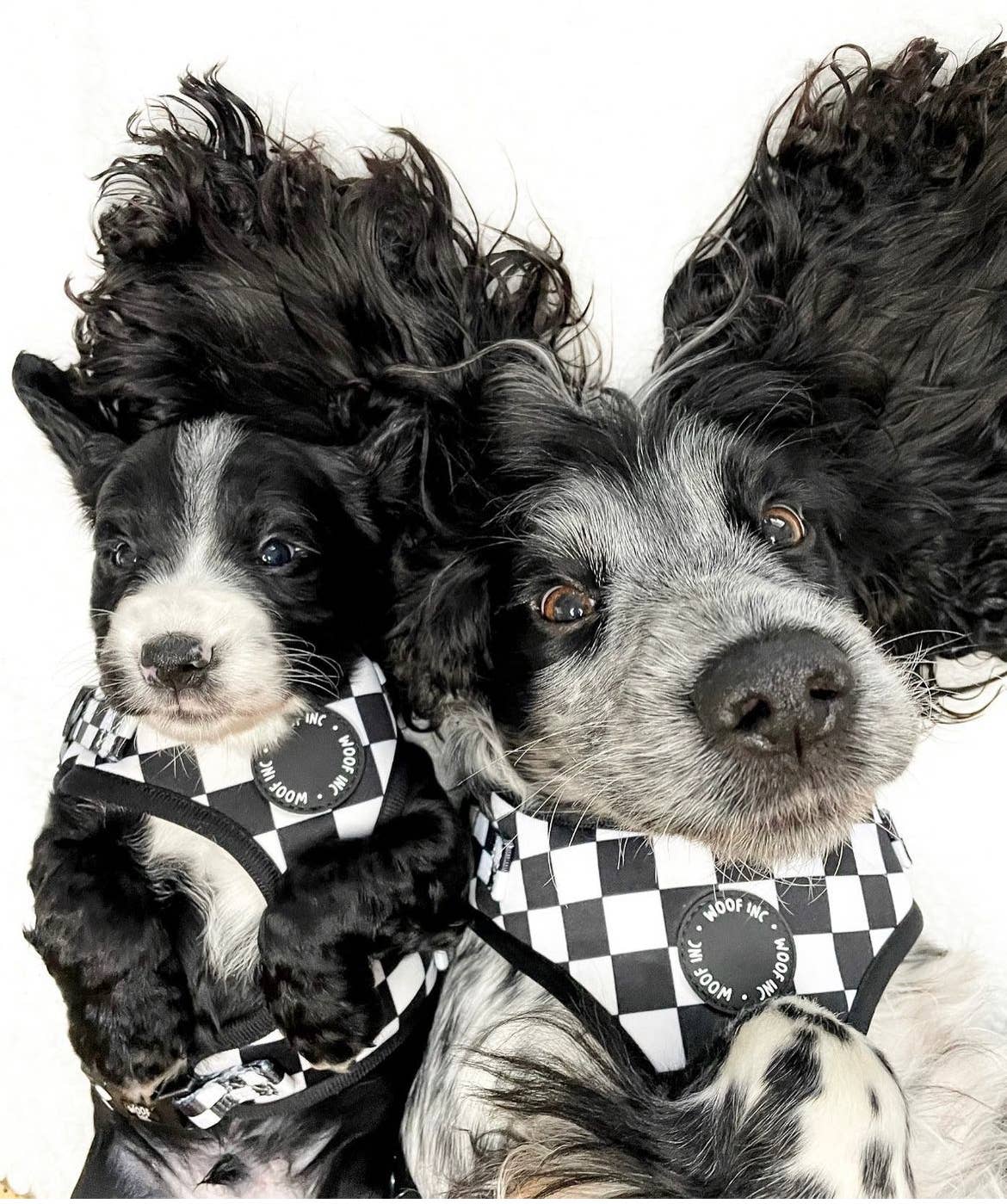 WOOF INC – Großhandel Haustiergeschirr – Hund – Verstellbares Hundegeschirr in Schwarz und Weiß mit Schachbrettmuster6