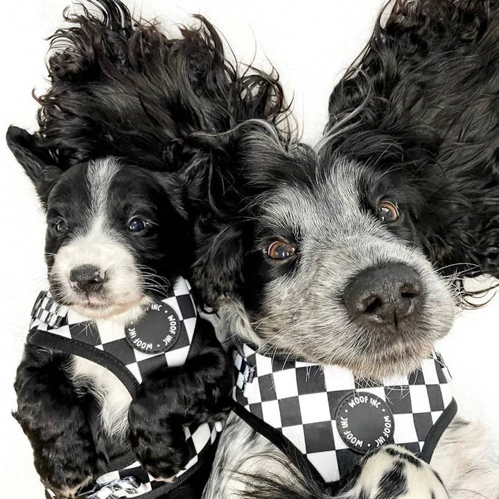 WOOF INC – Großhandel Haustiergeschirr – Hund – Verstellbares Hundegeschirr in Schwarz und Weiß mit Schachbrettmuster6