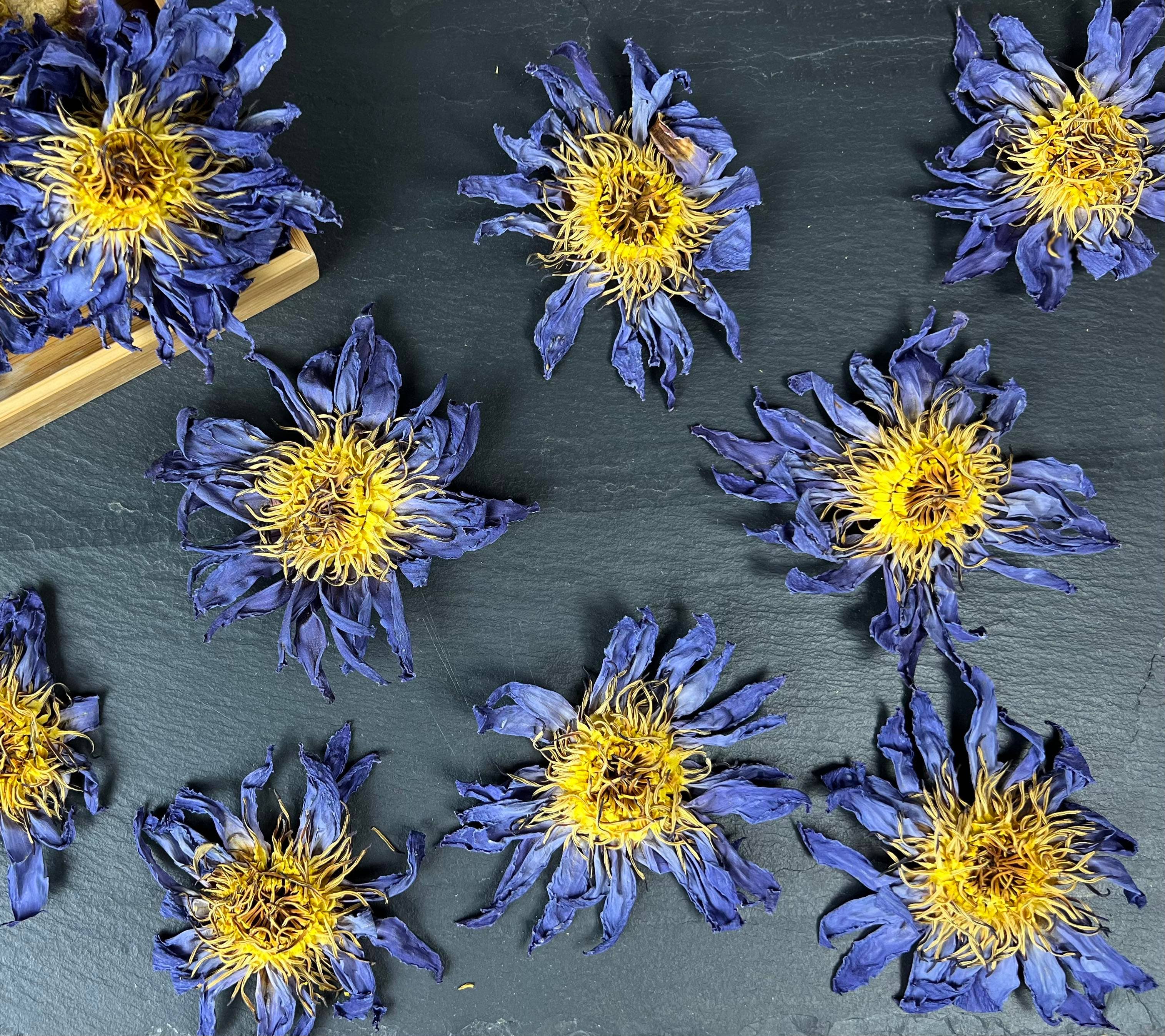 Tree Fifty Four - Wholesale Health/Detox Tea - Blue Lotus Whole Flower 6-Pack Sachet Set | 3.5" x 4.75"7