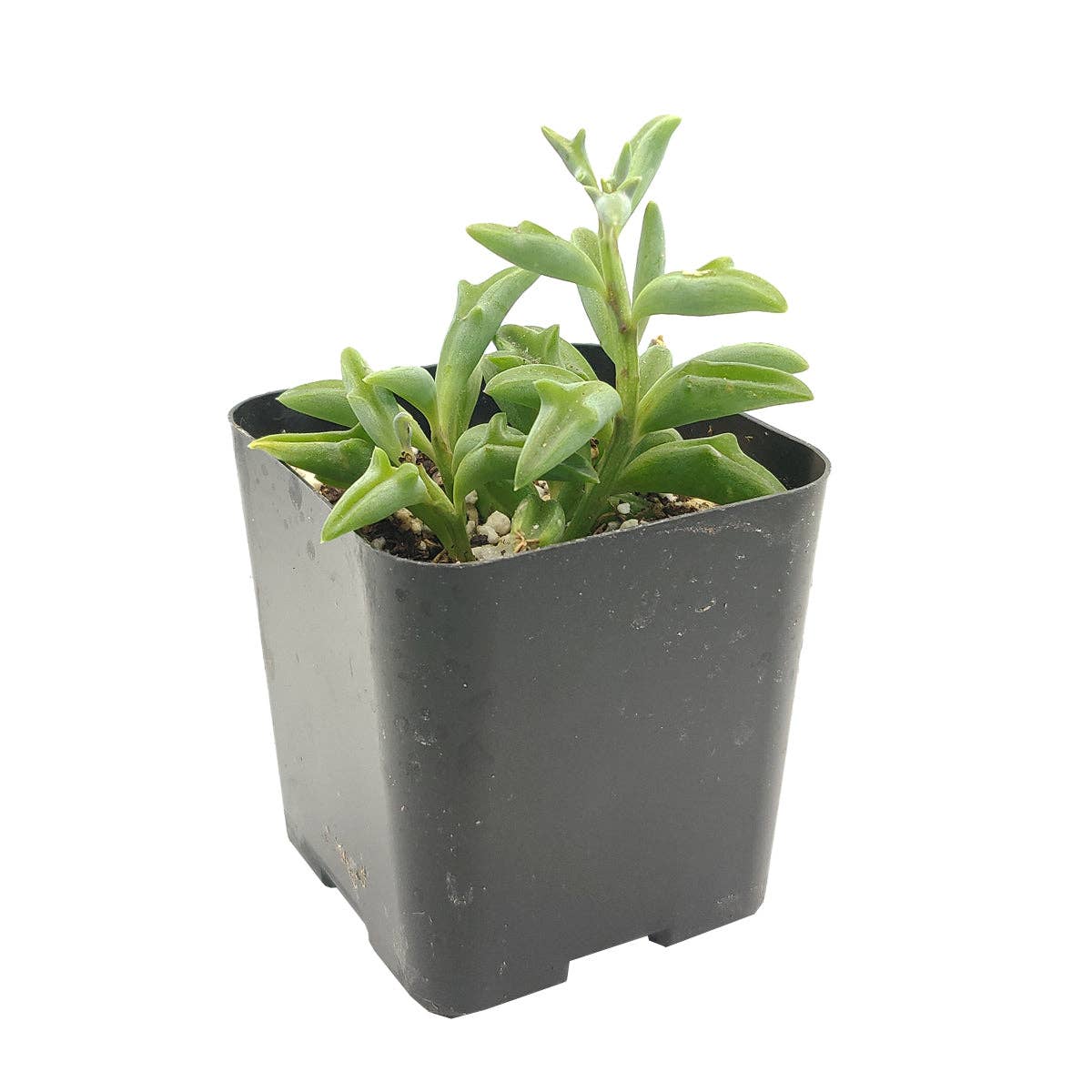 Best Plant Friend - Vente Succulentes - Collier de dauphins Senecio, succulente à suspendre, 2/4/6 pouces6