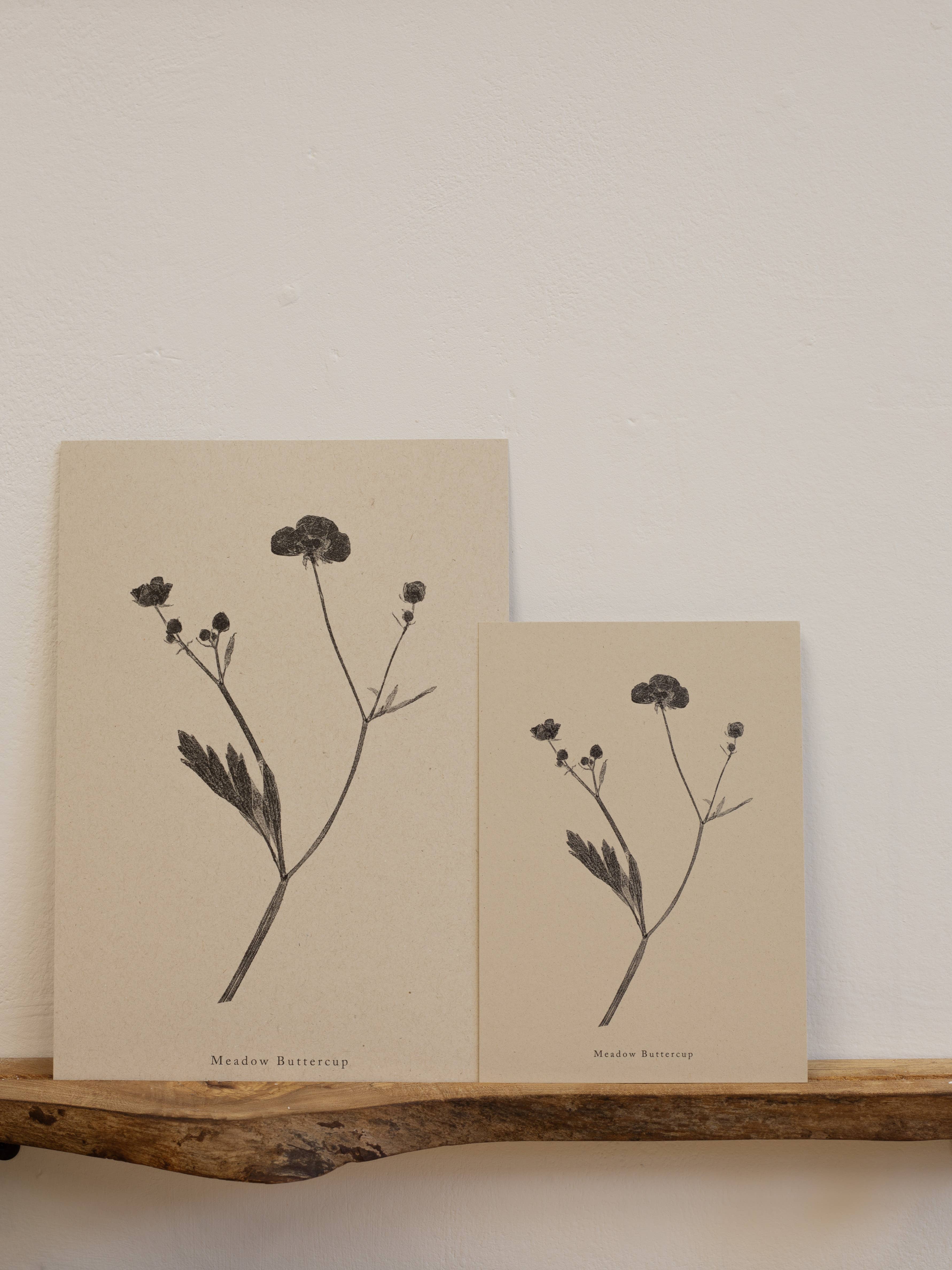 Alicia Breakspear - Wholesale Art Print - Botanical Art Print A5 A4 A3 Meadow Buttercup Flower 1