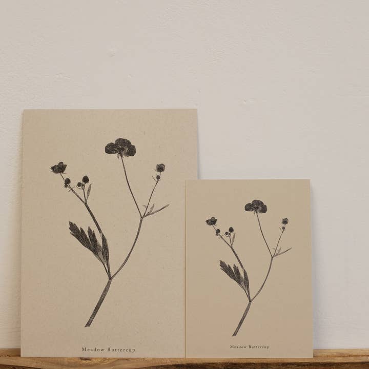Alicia Breakspear - Wholesale Art Print - Botanical Art Print A5 A4 A3 Meadow Buttercup Flower 1
