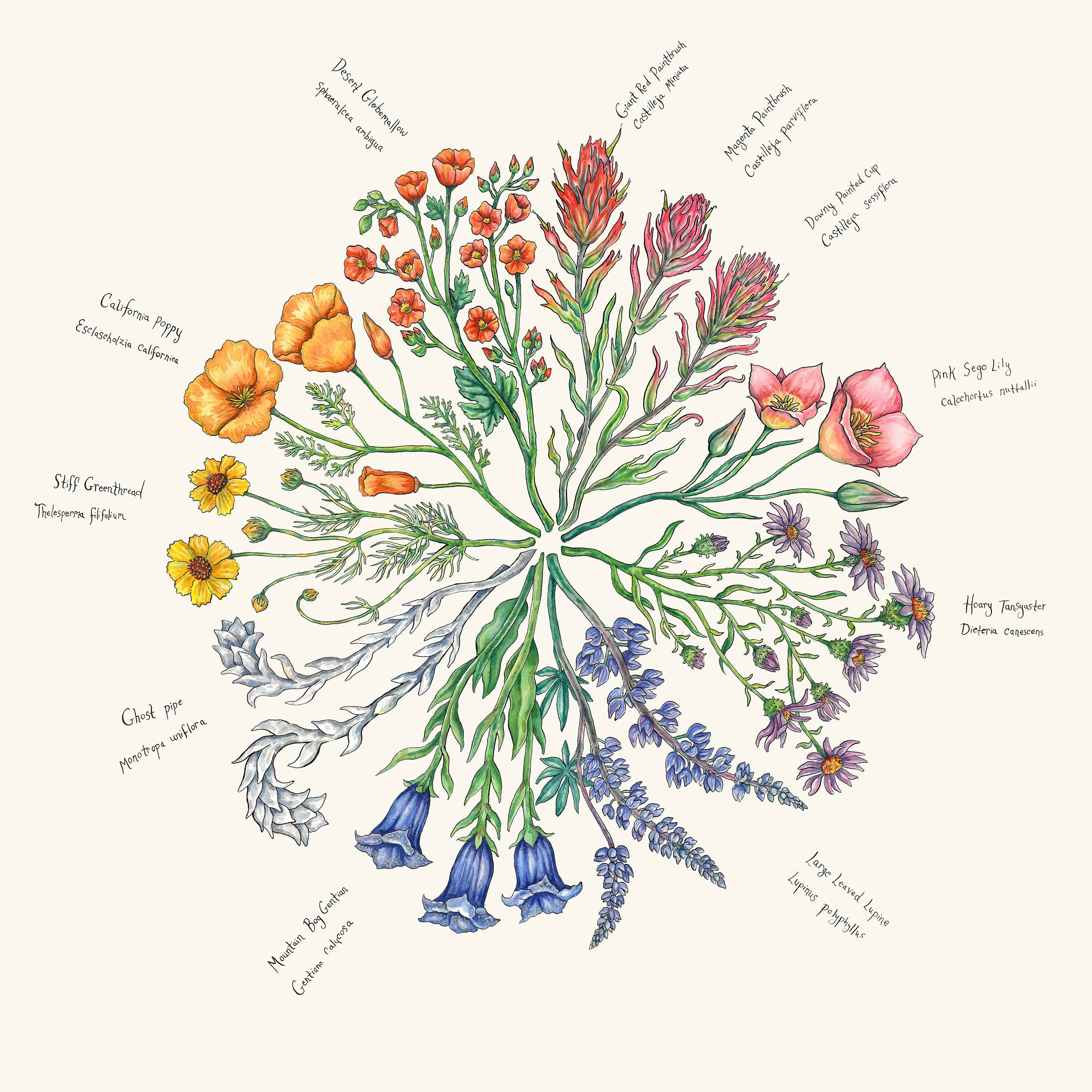 Claire Loon Baldwin Illustration - Wholesale Art Print - Wildflower Color Wheel Art Print2