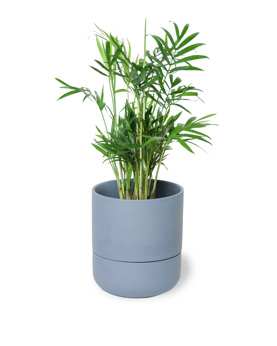 Chive - Vente Pot - Ryan Pots de Plantes d'Intérieur Auto-Arrosants10